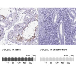 UBQLN3 Antibody, Novus Biologicals 0.1mL; Unlabeled:Antibodies, Polyclonal